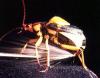 Bombardier Beetle