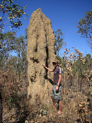Termite Mound