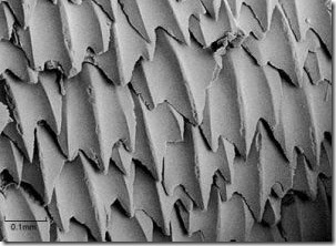 Shark Skin Up Close