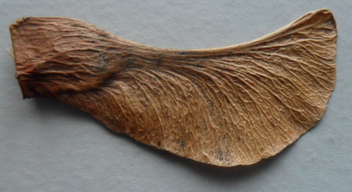 Maple Seed