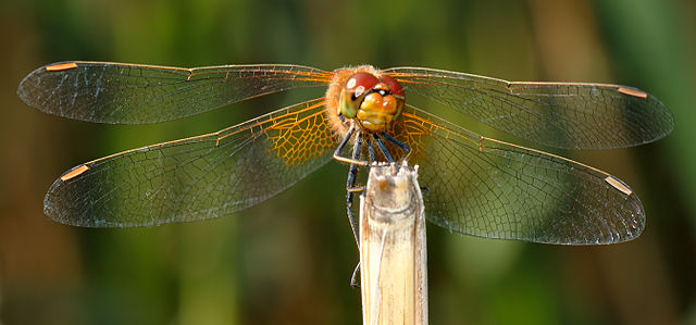 Dragonfly